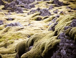 Nature, Lava, Green, Rock, Moss, Iceland, no people, moss thumbnail
