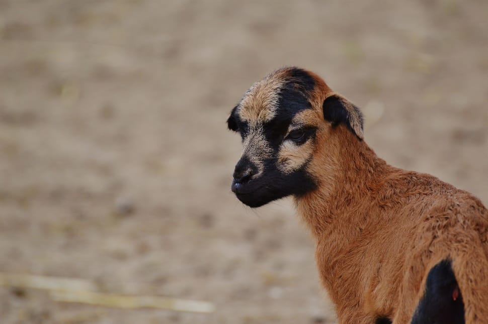 brown and black goat kid preview