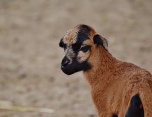 brown and black goat kid thumbnail