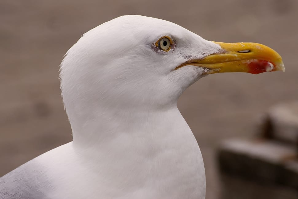 shallow focus photography of white seagull during daytime preview