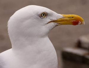 shallow focus photography of white seagull during daytime thumbnail