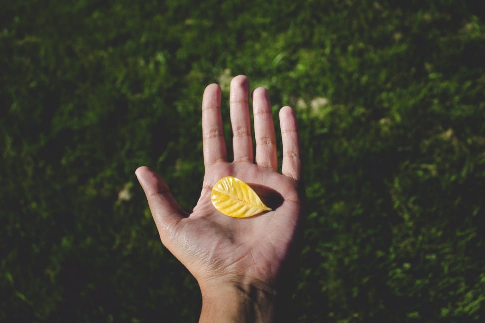 yellow leaf on left human hand preview