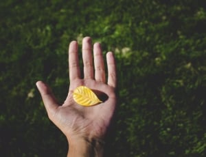 yellow leaf on left human hand thumbnail