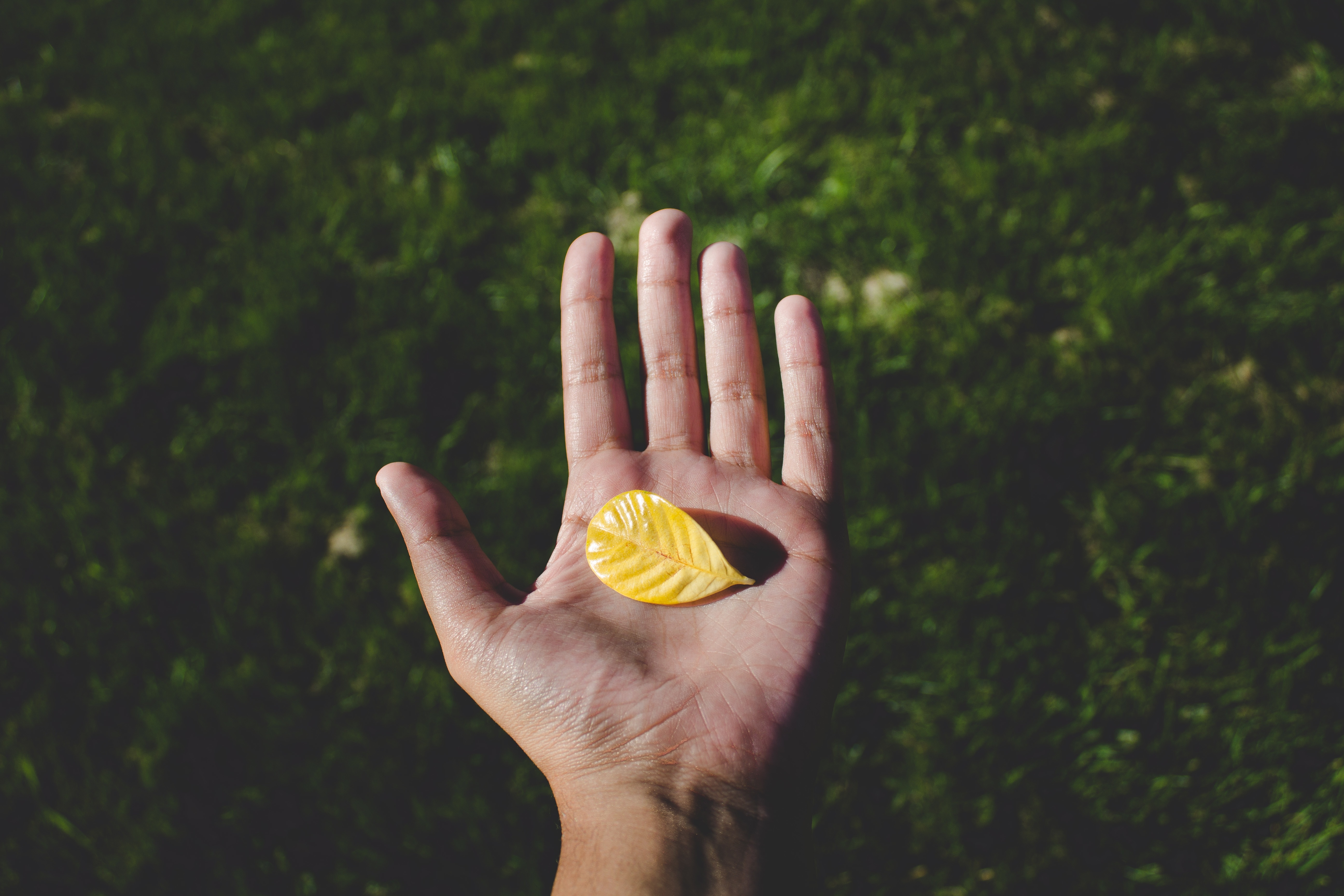yellow leaf on left human hand
