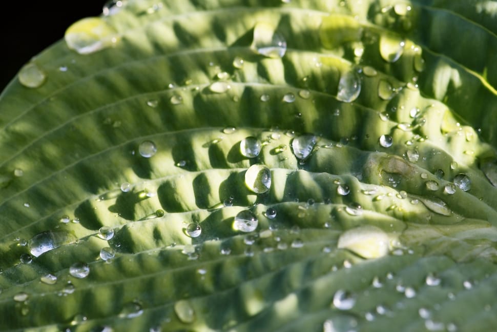 green leaf with raindrops in closeup photography preview
