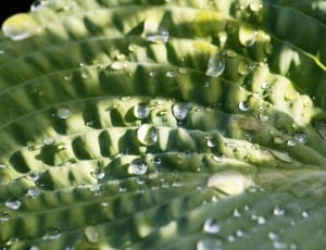 green leaf with raindrops in closeup photography thumbnail