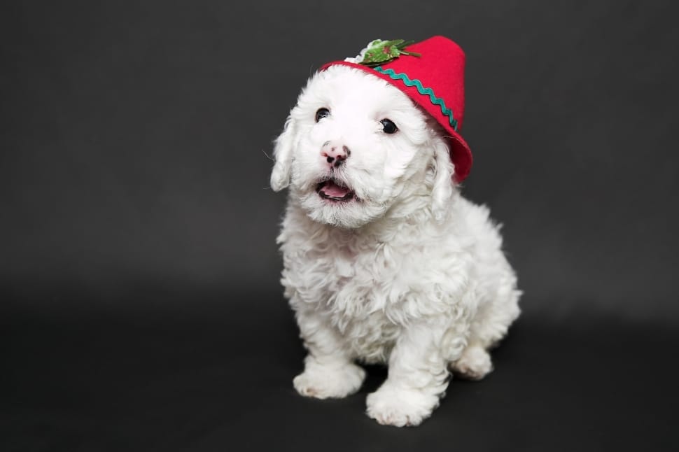 white poodle pupyp preview