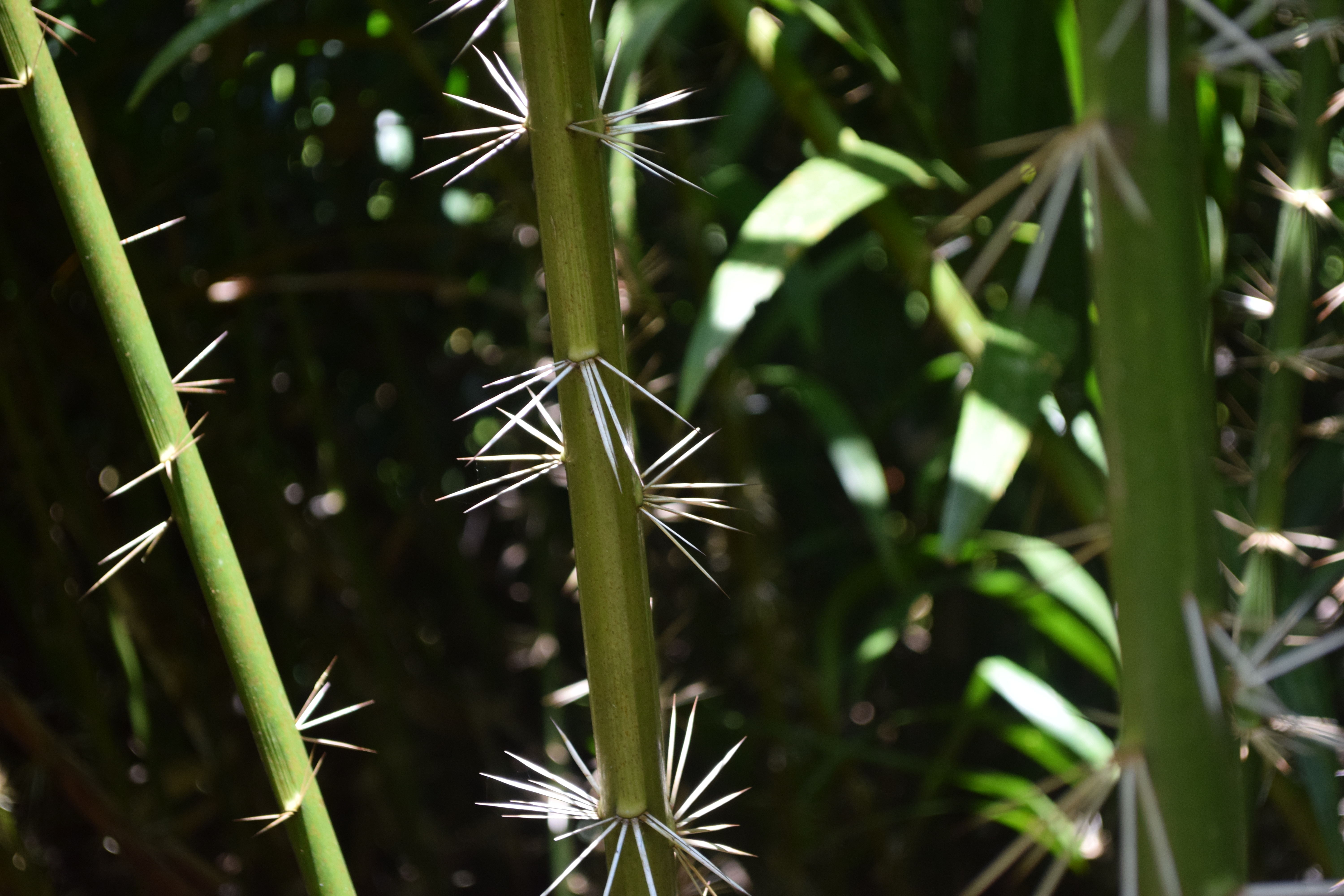 spike of plant in close up photography