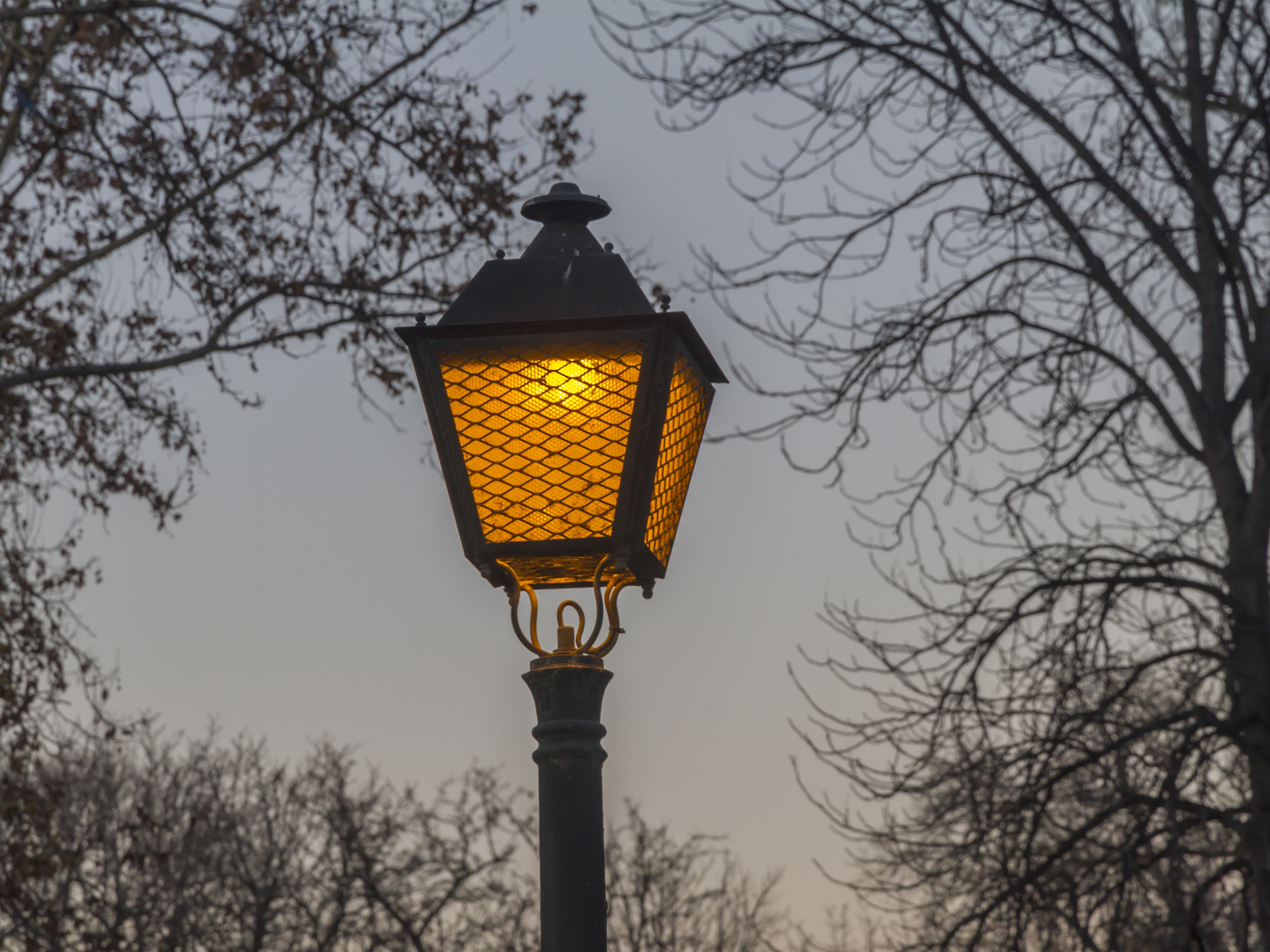 Madrid, Night, Street Lamp, bare tree, tree