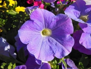 purple full bloom flower thumbnail