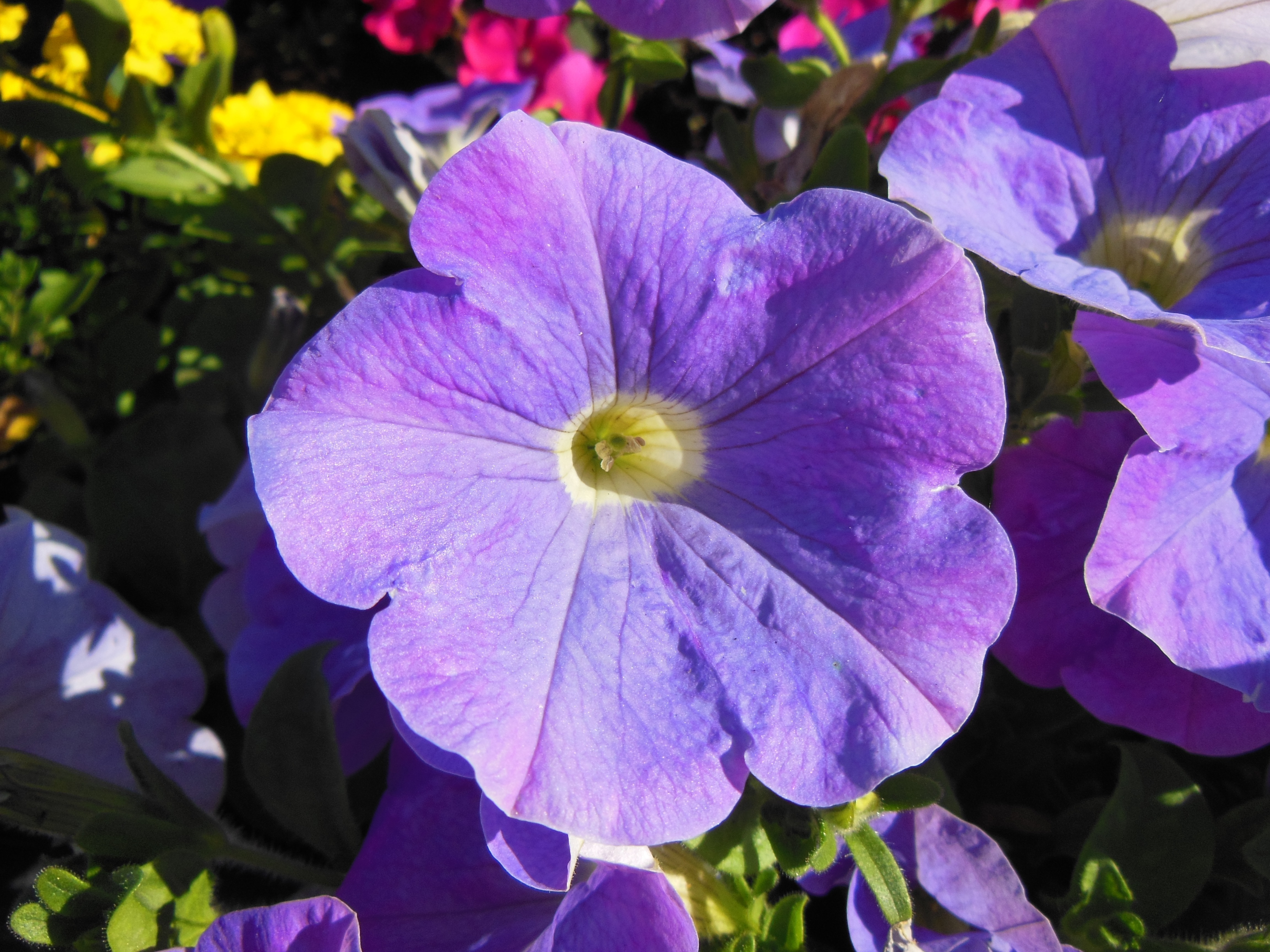 purple full bloom flower