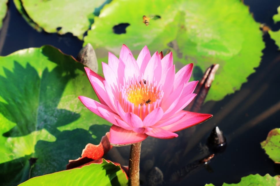 waterlily in bloom during daytime preview