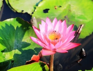waterlily in bloom during daytime thumbnail
