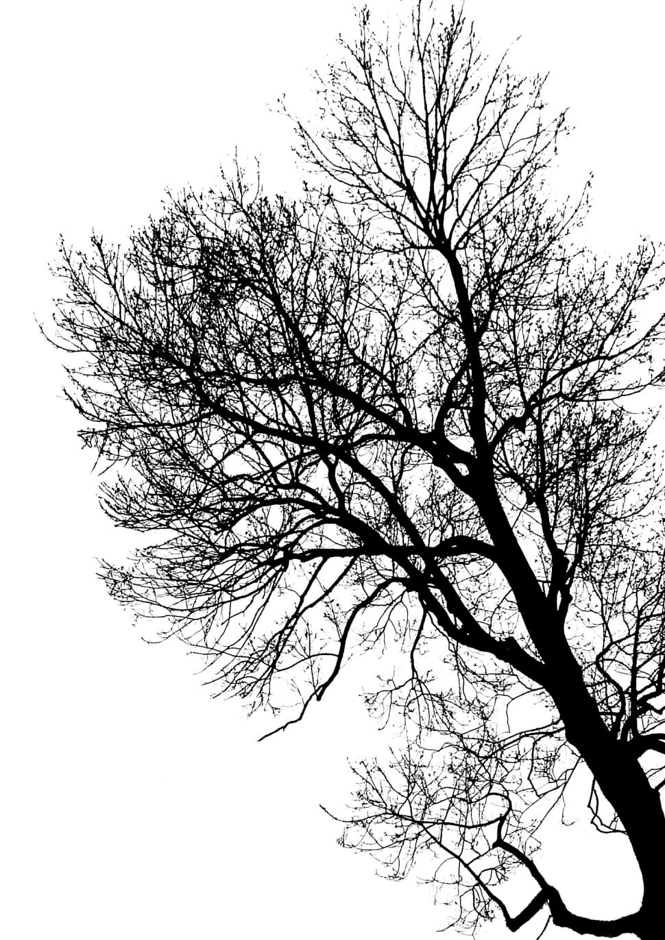 bare tree preview