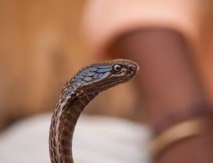 brown cobra thumbnail