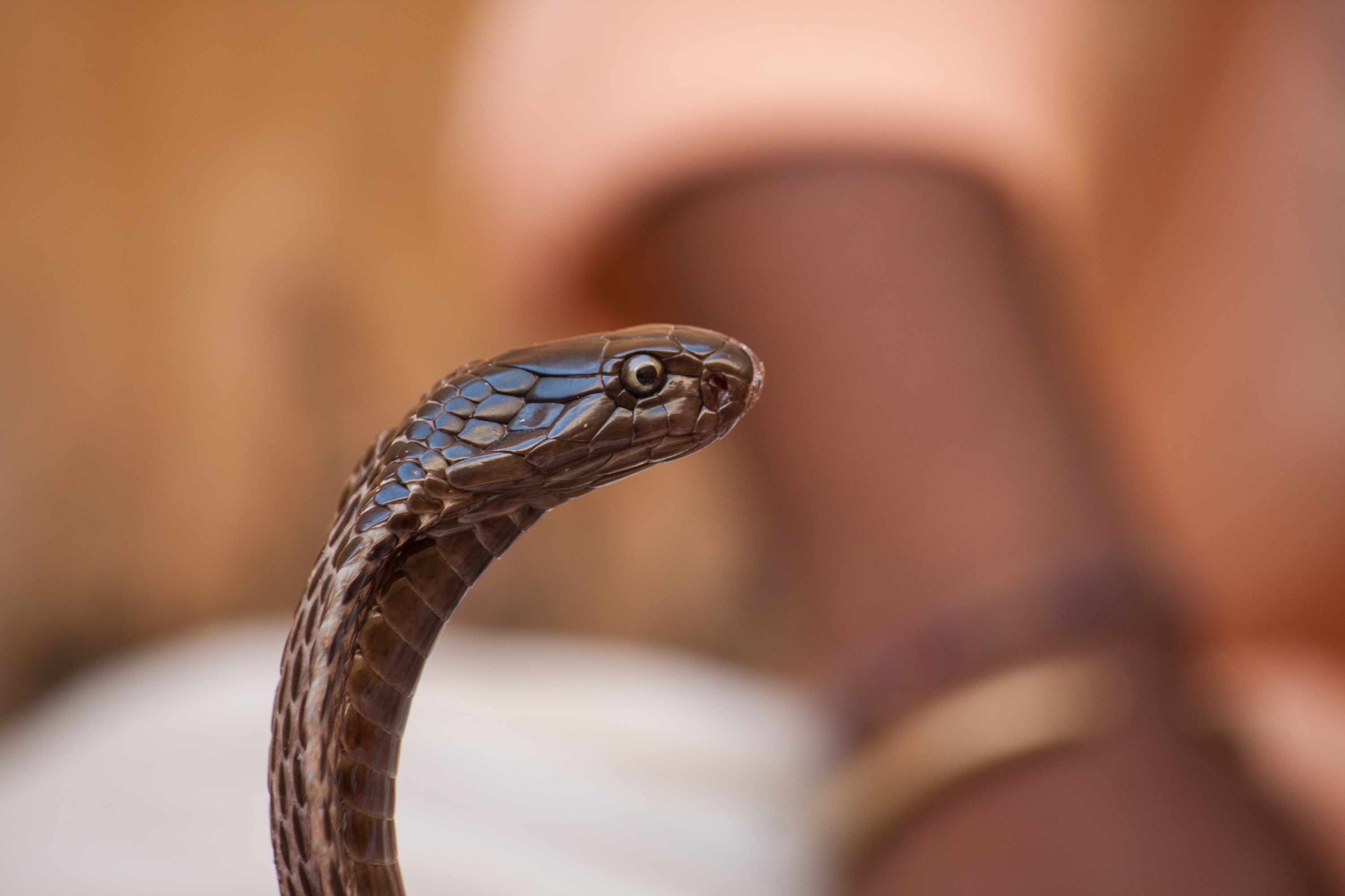 brown cobra