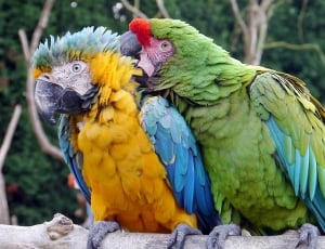 2 macaws thumbnail