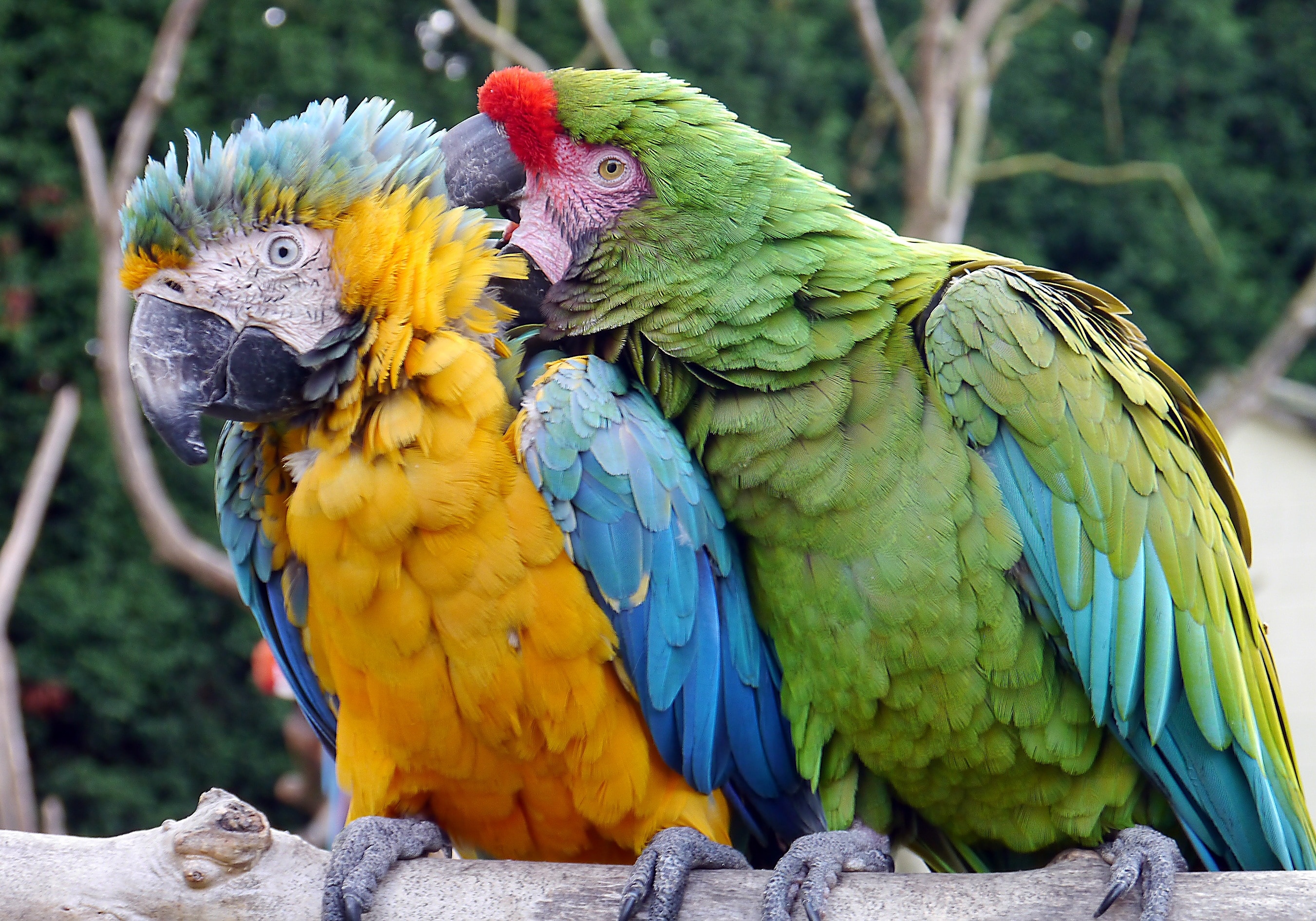 2 macaws