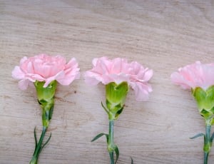 3 pink and green flowers thumbnail