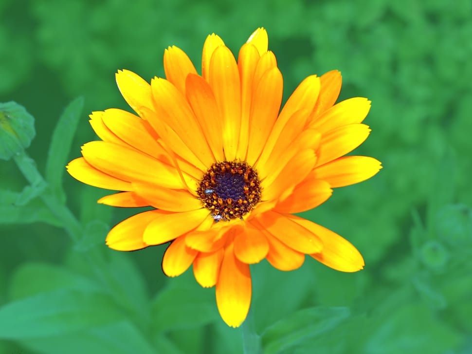 photo yellow petaled flower preview