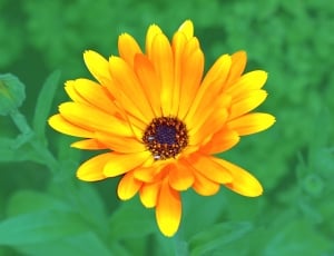 photo yellow petaled flower thumbnail