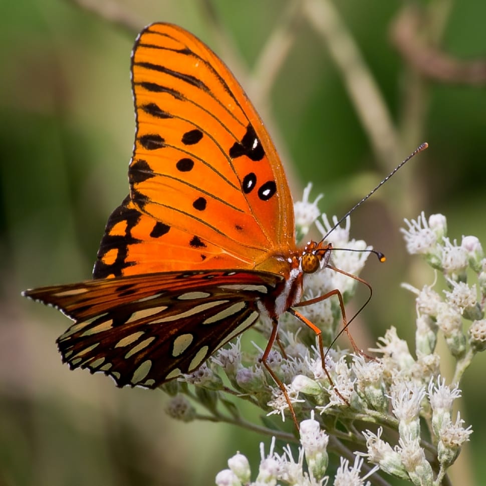 Butterfly, Gulf Fritillary, Orange, insect, butterfly - insect preview