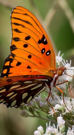 Butterfly, Gulf Fritillary, Orange, insect, butterfly - insect thumbnail