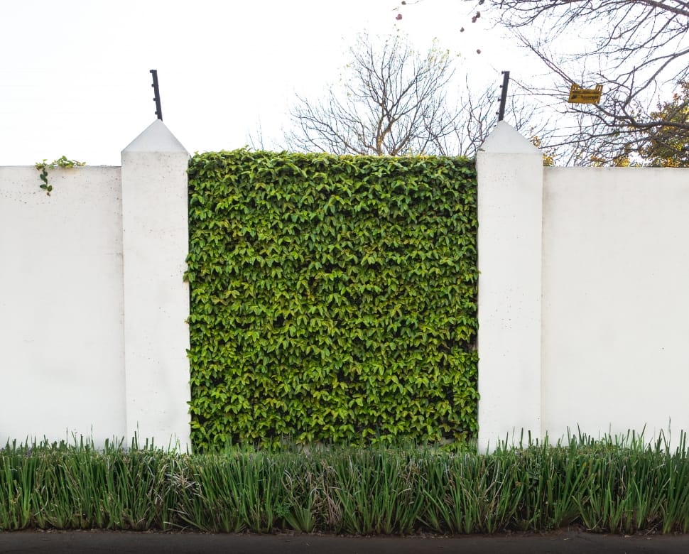gate covered with green leaf plants under clear white sky preview