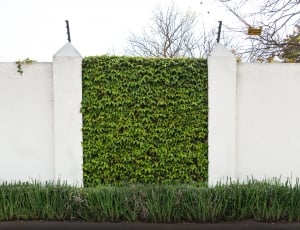 gate covered with green leaf plants under clear white sky thumbnail