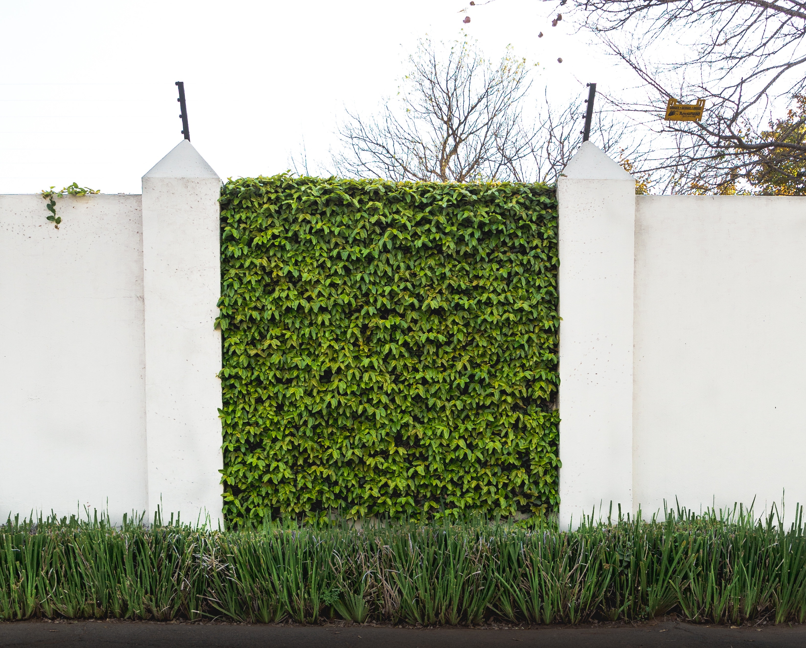 gate covered with green leaf plants under clear white sky