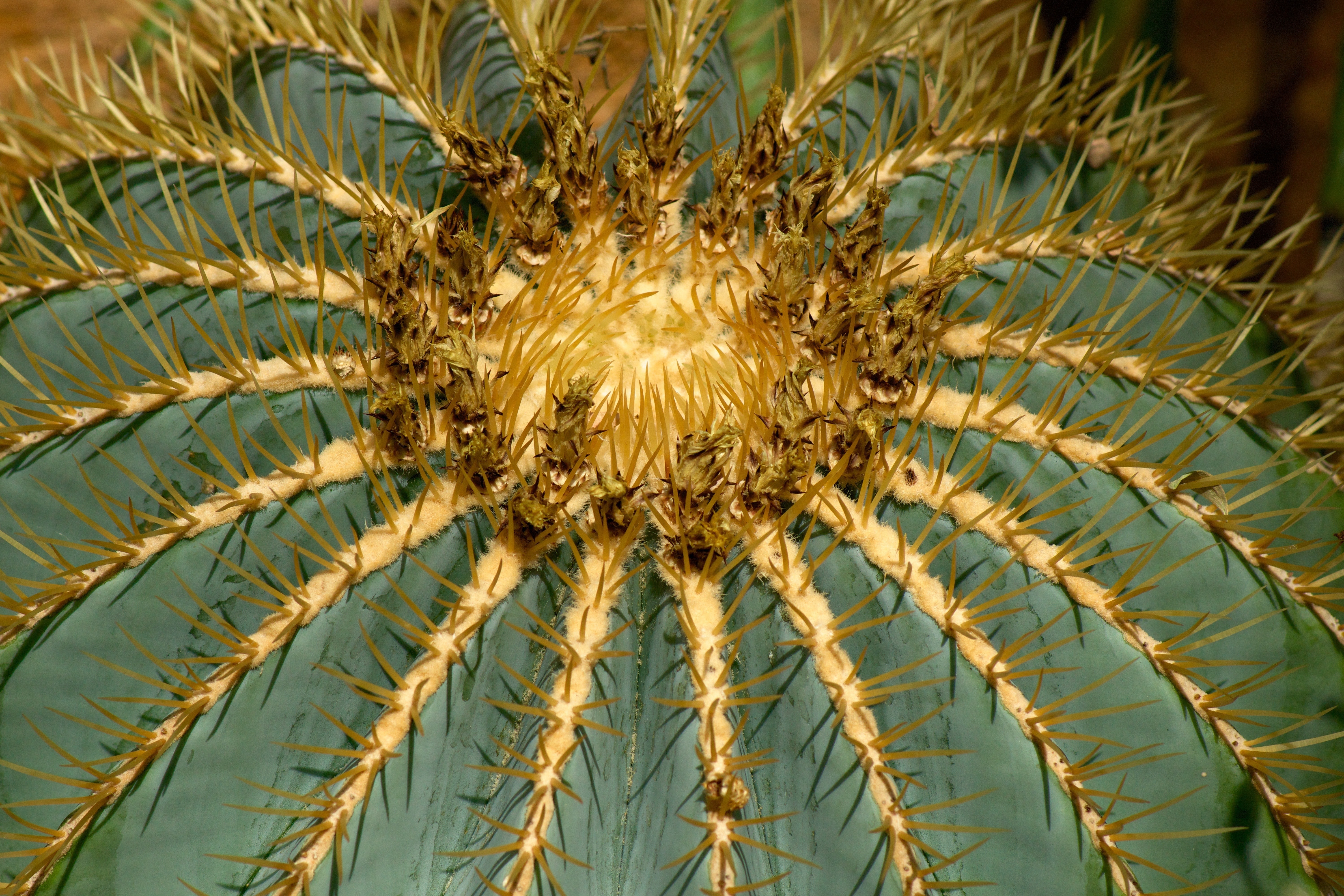 yellow and white bowl cactus