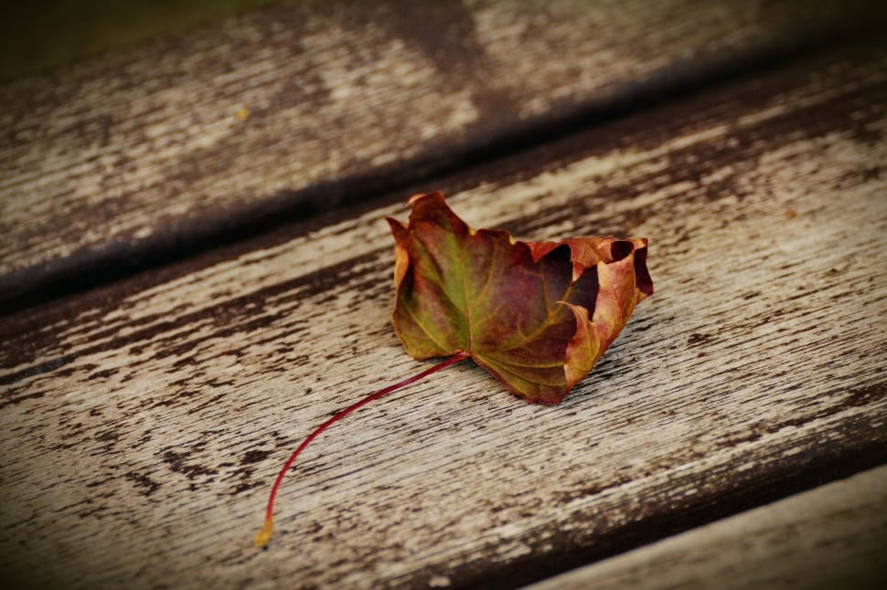 brown withered leaf on brown wooden surface preview