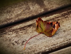 brown withered leaf on brown wooden surface thumbnail