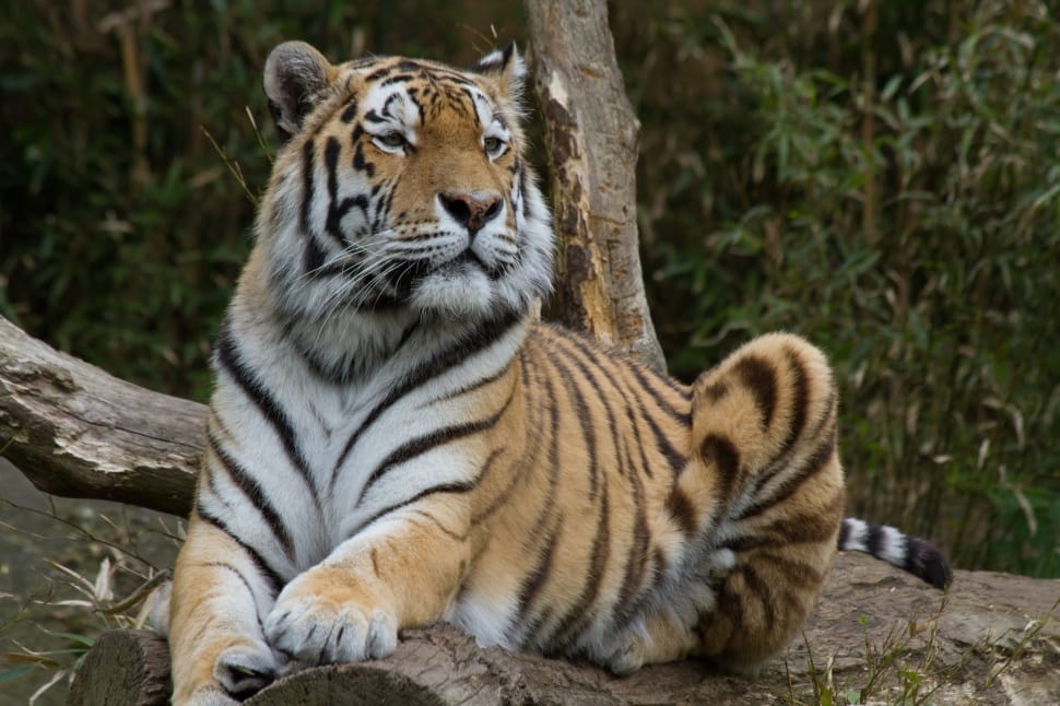 Bengal Tiger