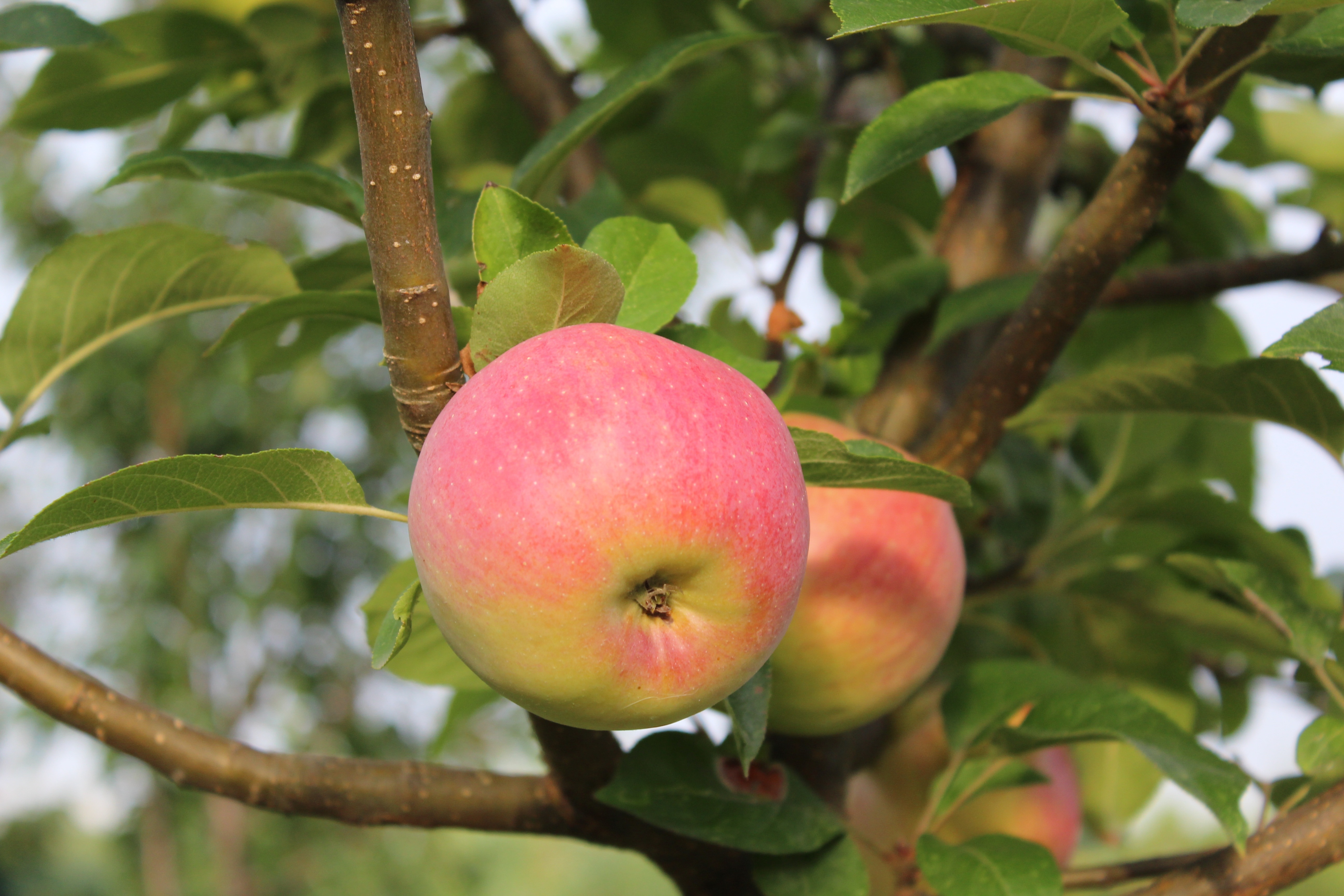 Плодовые растения яблоня
