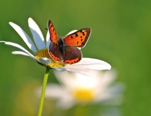 orange and grey butterfly thumbnail