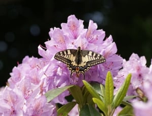 Macaon, Butterfly, Royal Visit, Rare, flower, pink color thumbnail