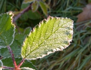 green leaf macro photography thumbnail