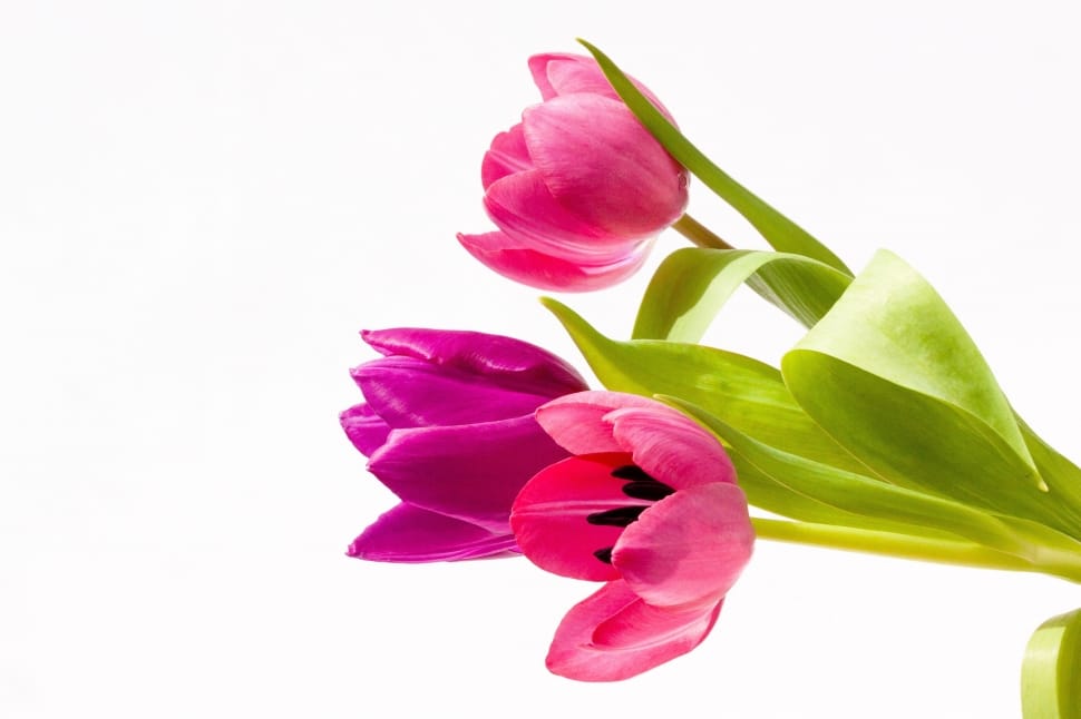 three pink tulips preview