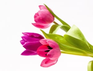 three pink tulips thumbnail