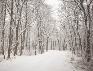Forest, Snow, Wilderness, Trees, Wild, snow, winter thumbnail