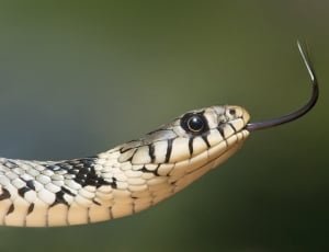 selective focus of white and black snake thumbnail