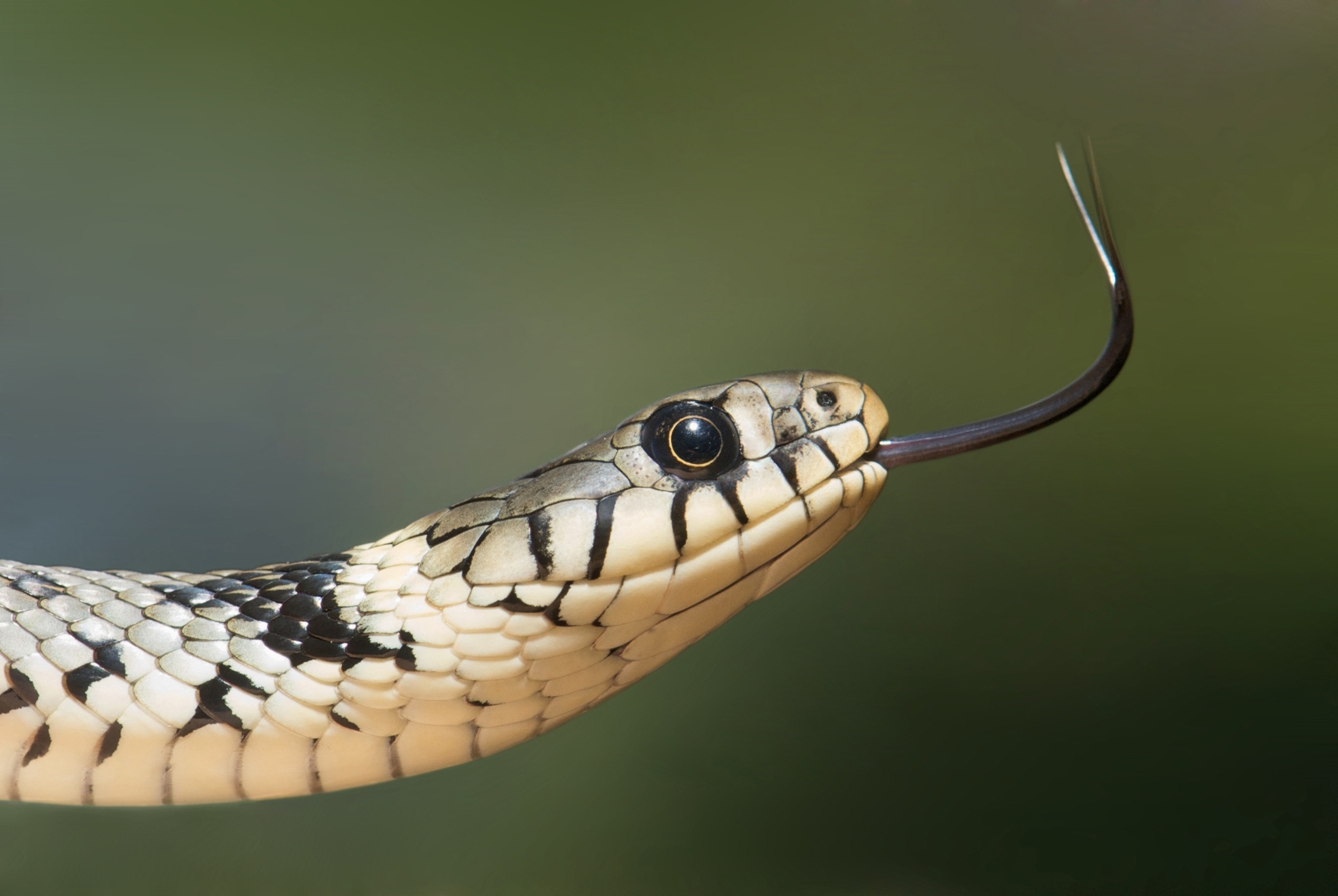 selective focus of white and black snake