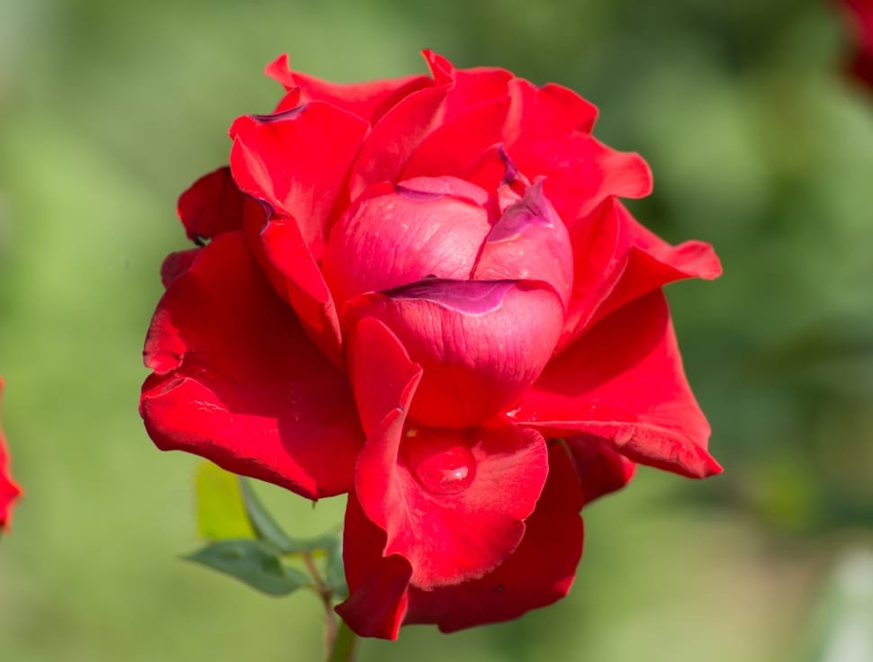 red petaled flower in bloom preview