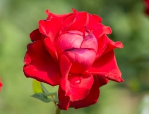 red petaled flower in bloom thumbnail