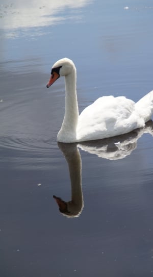 white swan thumbnail