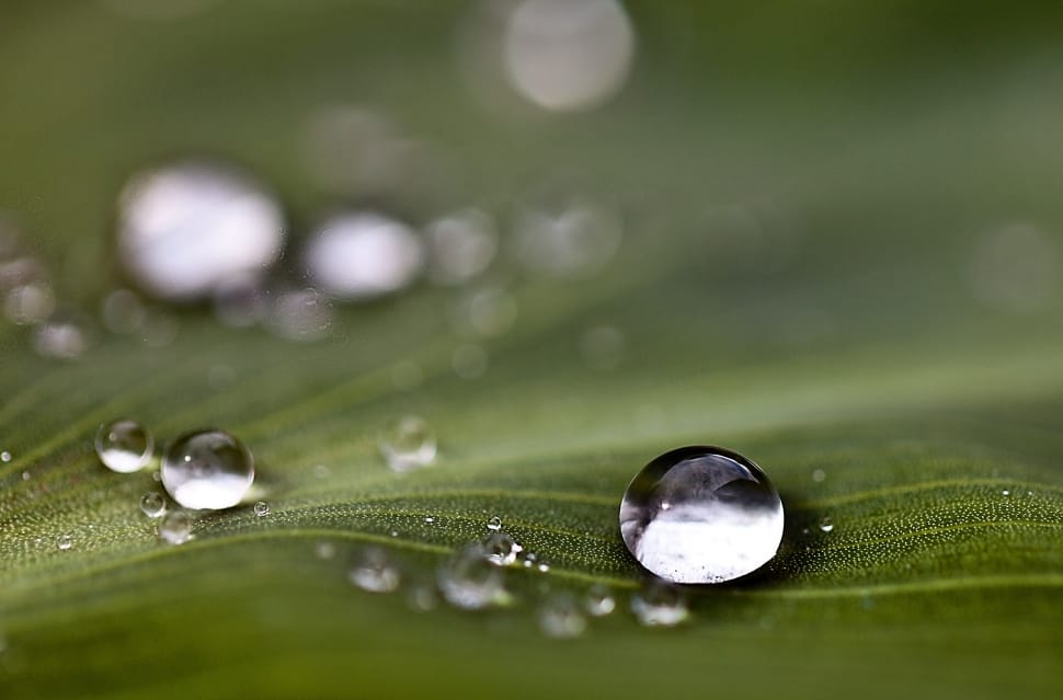 macro photography of water droplets preview
