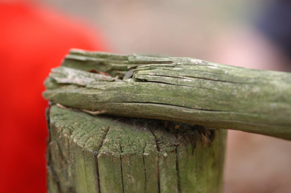 selective focus photography of brown drift wood preview