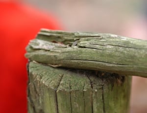 selective focus photography of brown drift wood thumbnail