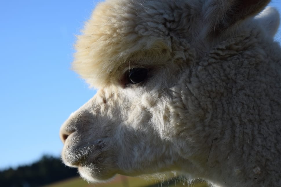 white llama preview